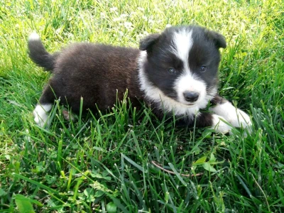 Na prodaju stenci Border collie