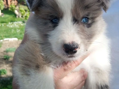 Na prodaju stenci Border collie