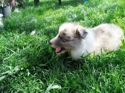 Na prodaju stenci Border collie