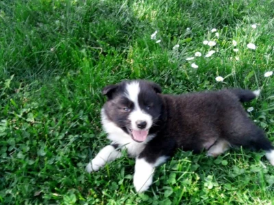 Na prodaju stenci Border collie