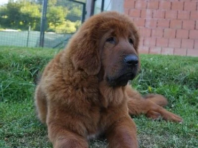 Na prodaju štenad TIBETSKOG MASTIFA!