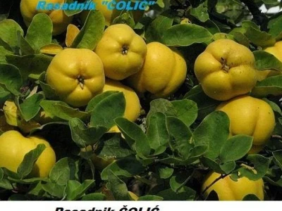 Ponuda VOĆNIH i LOZNIH SADNICA  za jesen 2013/ proleće 2014.god