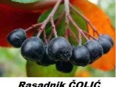 Ponuda VOĆNIH i LOZNIH SADNICA  za jesen 2013/ proleće 2014.god