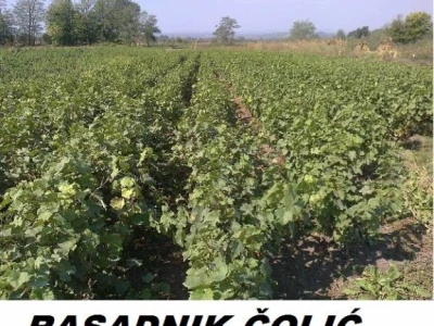 SADNICE, svih vrsta i sorti,na jednom mestu