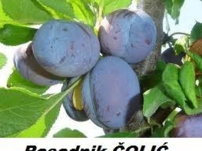 SADNICE, svih vrsta i sorti na jednom mestu