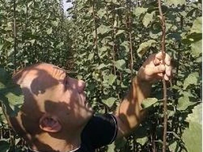 SADNICE, svih vrsta i sorti na jednom mestu