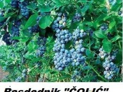 Aronija,borovnica,kivi,ribizla,kupina,malina..