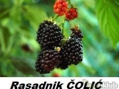 Aronija,borovnica,kivi,ribizla,kupina,malina..