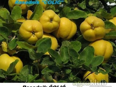 Ponuda VOĆNIH i LOZNIH SADNICA za jesen 2014/proleće 2015.