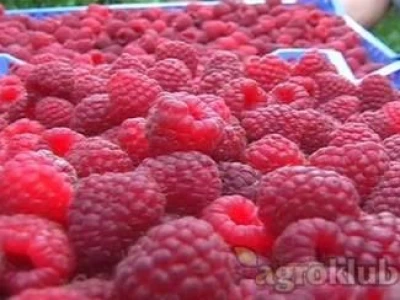 Sadnice stalnoradjajuce maline ,,POLANA,,