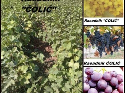 SADNICE svih vrsta i sorti,na jednom mestu
