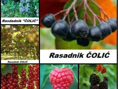 SADNICE svih vrsta i sorti,na jednom mestu