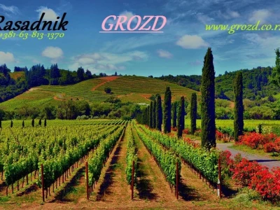 Rasadnik GROZD