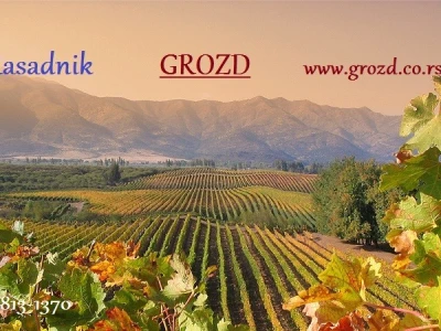 Rasadnik GROZD