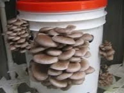 Prodajem micelijum seme pecurki gljiva cena 500 dinara, 064/4711000
