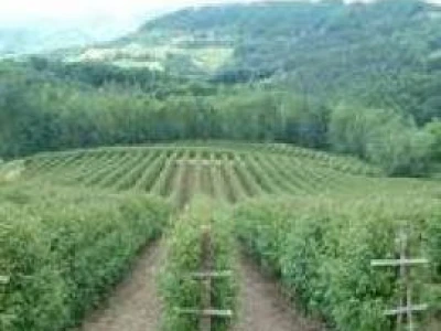 sadnice maline VILAMET I MIKEL