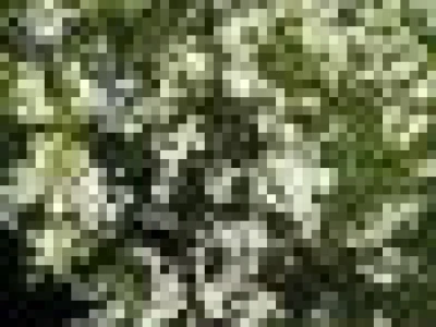 Semenke Poncirusa Triflorate - Divlji limun