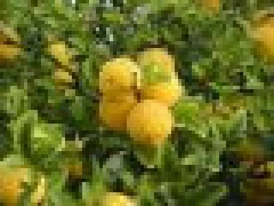 Sadnice Poncirus triflorata - divlji limun