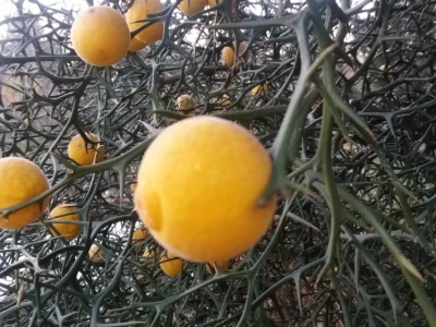 Sadnice Poncirus triflorata - divlji limun
