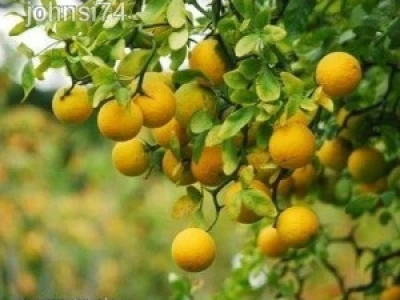 Sadnice Poncirus triflorata - divlji limun