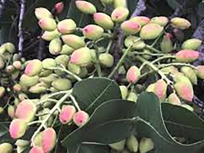 Sadnice Pistaca