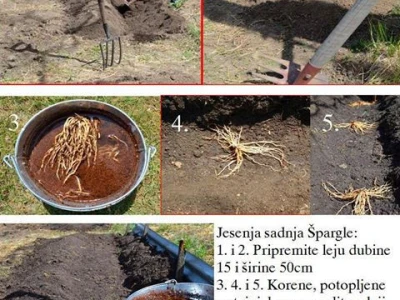 Špargla - lekovita biljka