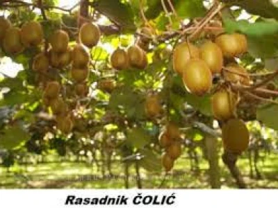 Japanska jabuka (KAKI),Japanska kruška,Aronija,borovnica,kivi...
