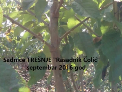 Voćne sadnice "Rasadnik ČOLIĆ"