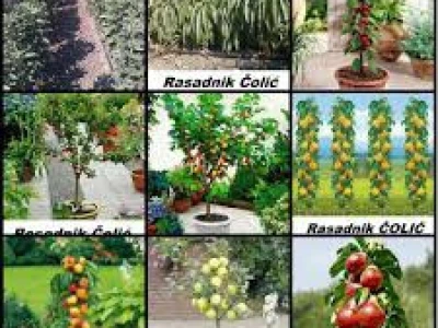 Voćne sadnice "Rasadnik ČOLIĆ"