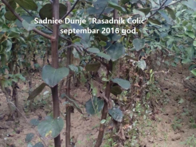 Voćne sadnice "Rasadnik ČOLIĆ"