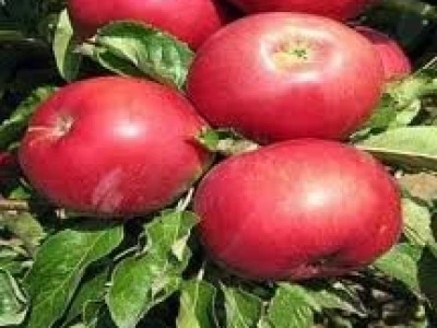 Rasadnik voćnih sadnica i loznih kalemova