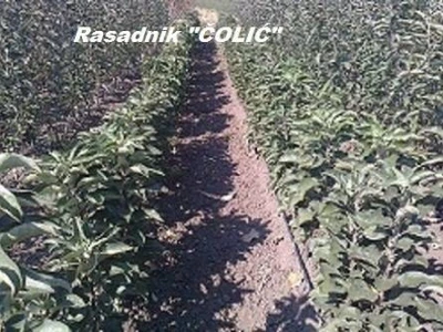 Ponuda VOĆNIH SADNICA za jesen 2012./proleće 2013.god
