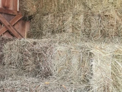 Balirano seno kocka