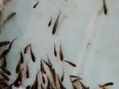 Prodajem mladj sarana