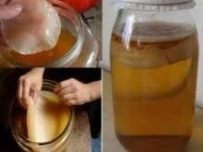 Čajna gljiva – Kombuha