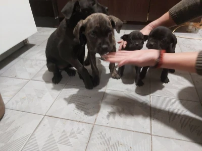 Cane Corso stenci na prodaju - Cistokrvni