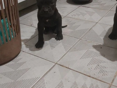Cane Corso stenci na prodaju - Cistokrvni