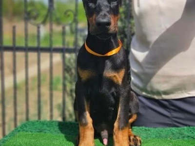 Doberman stenci