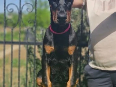 Doberman stenci