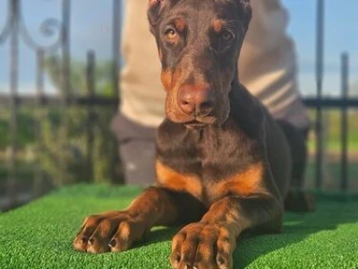 Doberman stenci