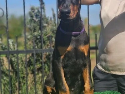 Doberman stenci