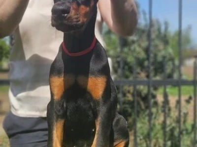 Doberman stenci