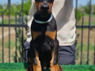 Doberman stenci