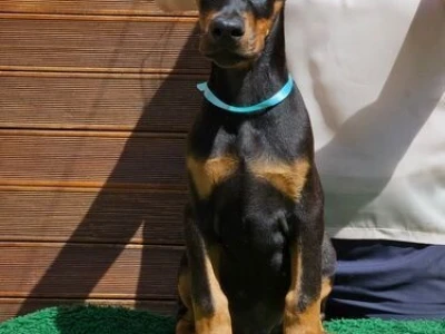 Doberman stenci