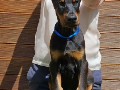 Doberman stenci