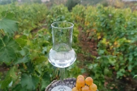 Domaća komovica 0637714176