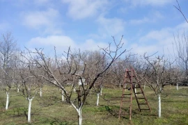 Domaća rakija