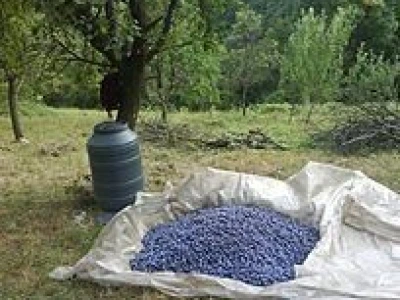 Domaca rakija sljivovica