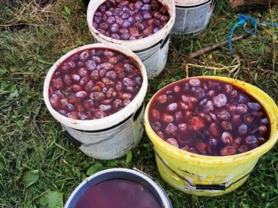 Domaca rakija sljivovica