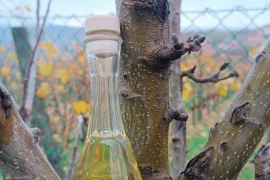 Domaca Šljivovica rakija